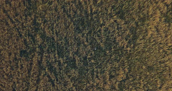 Aerial Shot of a Boundless Field