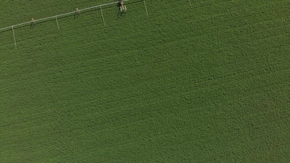 Aerial view of irrigated, perfectly green, California vegetable field.  Irrigation equipment becomes alt
