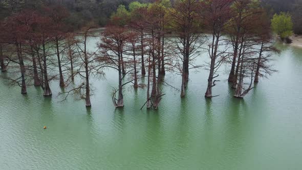 Unique Trees or Cypresses Growing in a Mountain Pond