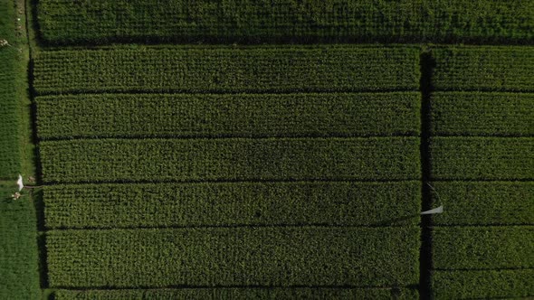 Drone flight all the way up with many green rice fields on Bali in Indonesia
