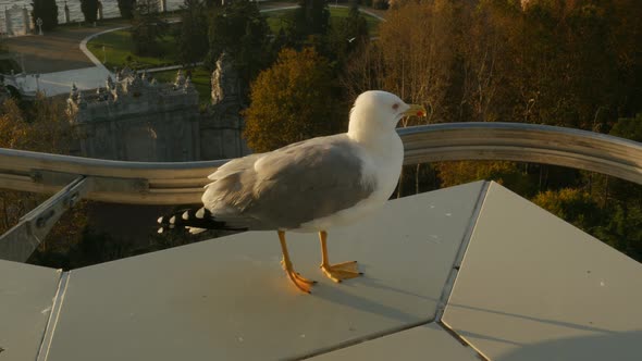 Seagull Standing on the Building Edge