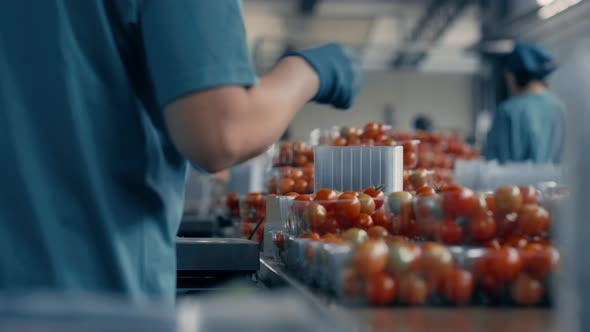 Factory Workers Tomato Sorting Process Packing Red Organic Vegetarian Product alt