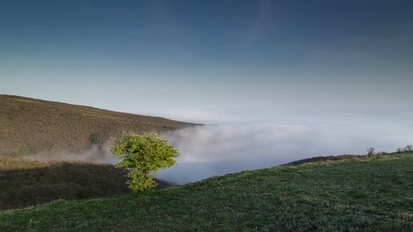 Tree on the Hill and Fog alt