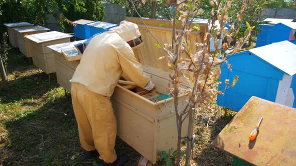 Beekeeper holding a honeycomb full of bees 4k 60p