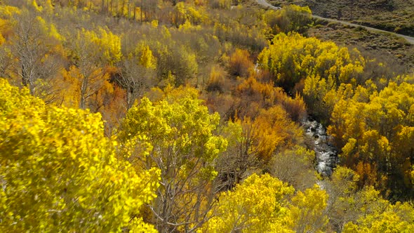 Flying Over the Bright Yellow Treetops of the Autumn Forest. Vibrant Natural Fall Colors. alt
