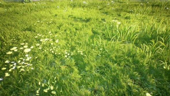 3D Grass Field