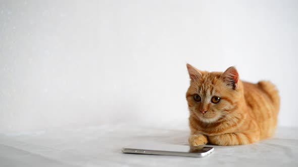 Kitten Lying Next to Phone and Looking at Him