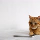 Kitten Lying Next to Phone and Looking at Him - VideoHive Item for Sale