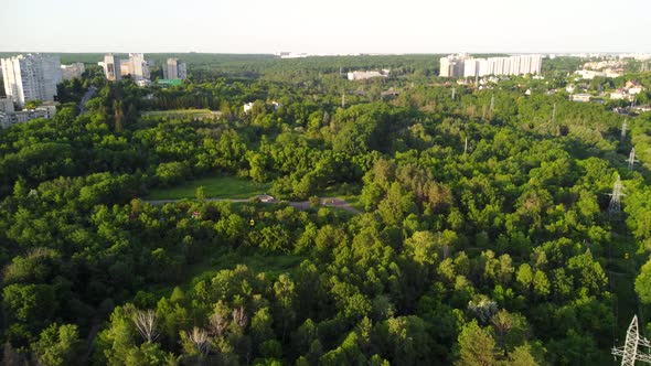Green vivid trees greenery in city park aerial