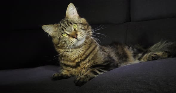 Brown Blotched Tabby Maine Coon Domestic Cat, Male laying against Black Background alt