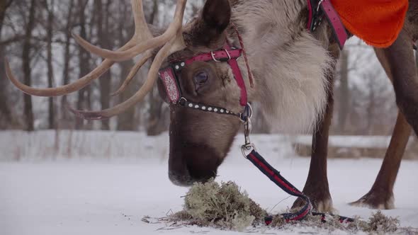 Reindeer with Antlers Eats Moss