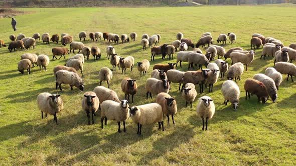 Herding a large flock of sheep. Aerial view of a farm with sheeps. alt