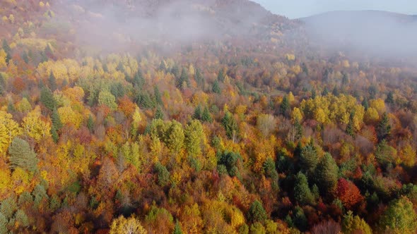 Autumn in the mountain forest. Autumn colors in forest aerial view. alt