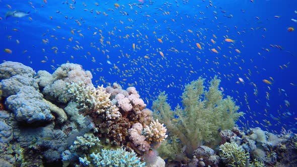 Underwater Sea Tropical Life
