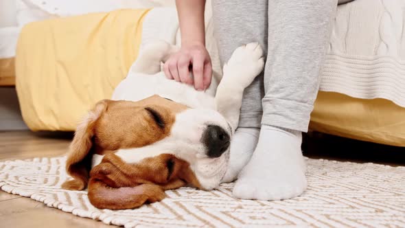The Female Owner of the Beagle Dog Lying on the Back and Stroking Her Pet alt