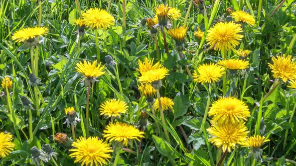 Closeup Yellow Dandelion Flowers Green Spring alt