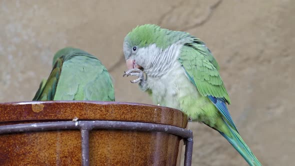 The monk budgerigar (Myiopsitta monachus), also known as the Quaker parrot sits on a bowl