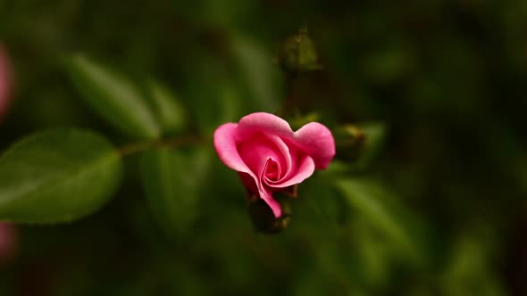 Close-up of a single pink rose growing on a bush with greenery in the background. a bright beautiful