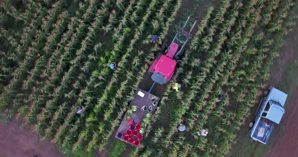 Aerial view of workers picking corn as camera rotates slowly to reveal more fields. Camera looking s alt