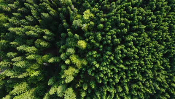 Flying Above Green Pines - top Aerial view. Spring Season