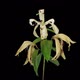 Time-lapse of dying white lily - VideoHive Item for Sale