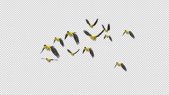 American Goldfinch - Flock of 12 Birds - Flying Loop - Side Angle - Alpha Channel