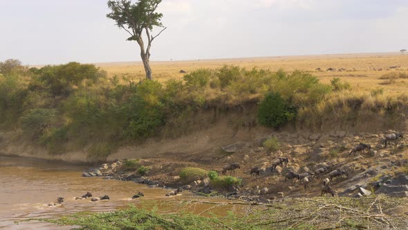 Gnus reaching the shore a river alt