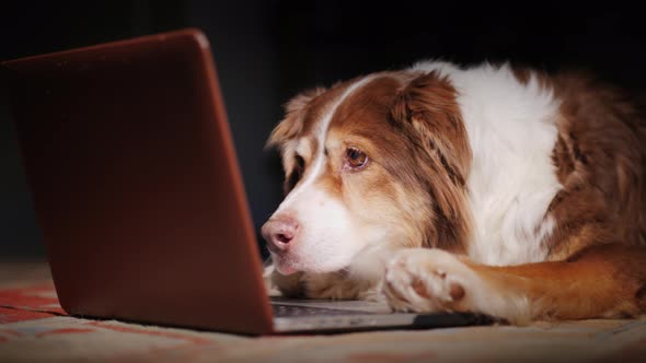 The Dog Reads the News on the Laptop Screen. Funny Animals Concept alt