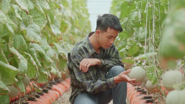 Asian Farmer Hold Melon And Checking Melon In Green House Of Melon Farm alt