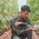 Asian Farmer Hold Melon And Checking Melon In Green House Of Melon Farm - VideoHive Item for Sale