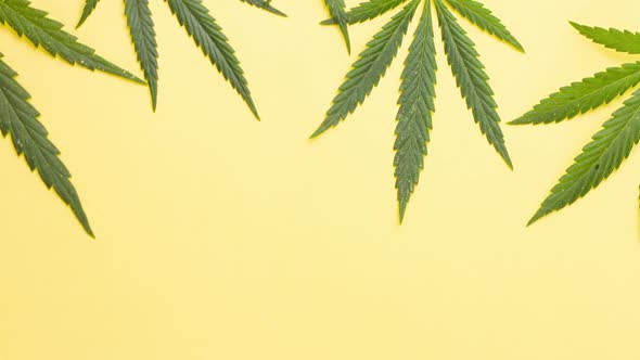 Young Juicy Green Leaves of Marijuana Lie on a Pastel Yellow Background alt
