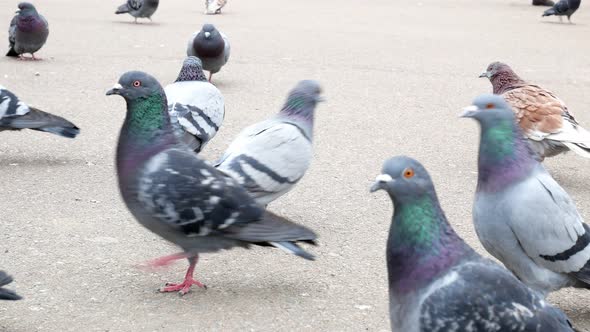 Large Group of Pigeons Walking