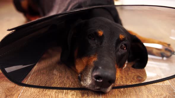 Sick Black Dog is Laying in Medical Plastic Cone and Looking in Front of Itself alt