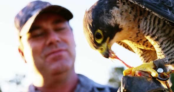 Man feeding falcon eagle on his hand alt