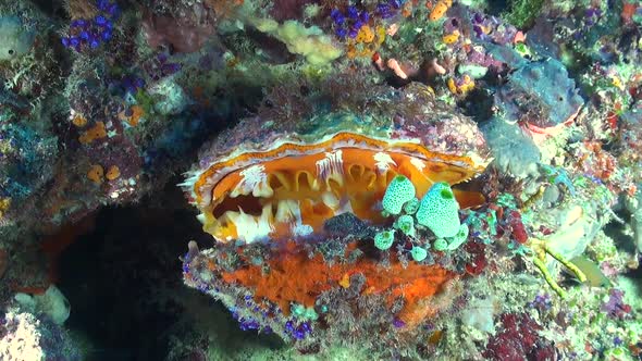 Orange Thorny Oyster closing on beautiful coral reef alt