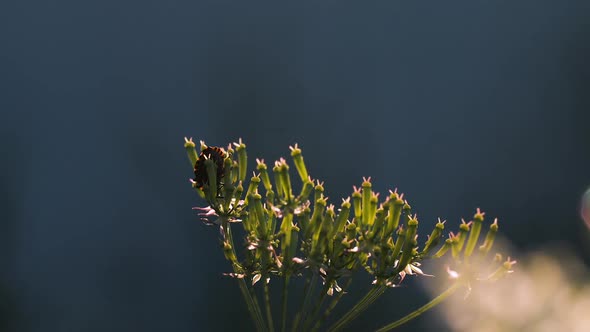 Macrocosm of summer meadow alt