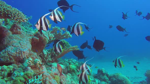 School Of Banner Fish And Trigger Fish By Nemo Dahab Videohive