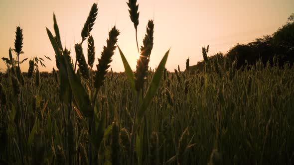 Young crop shoots at sunrise 