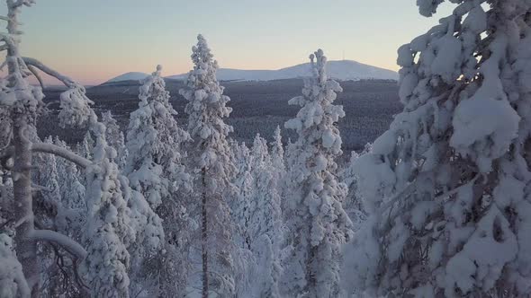 Aerial shoting between trees revealing fell mountain Yllas in the background in Lapland Finland. alt