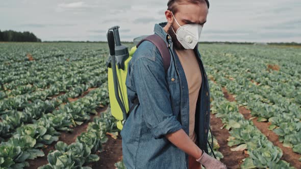 Farmer Spraying Cabbage alt