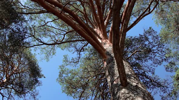 Big pinetree in the forest