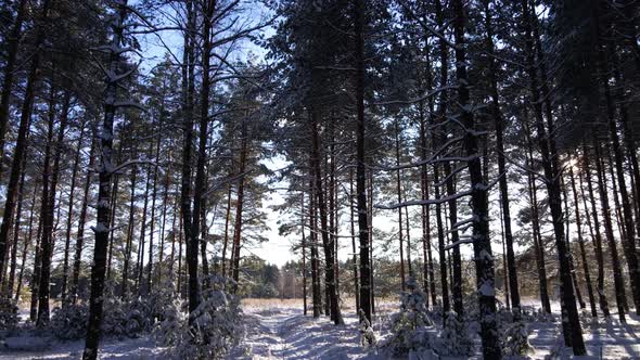 Frosty Sunny Winter Landscape in Snowy Pine Forest