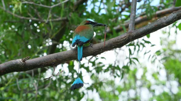 Colorful Motmot Bird with a Lizard in its Beak in the Forest Woodland