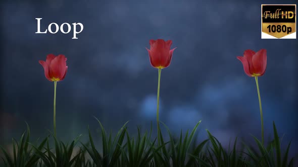 Tulip flower Night Loop HD