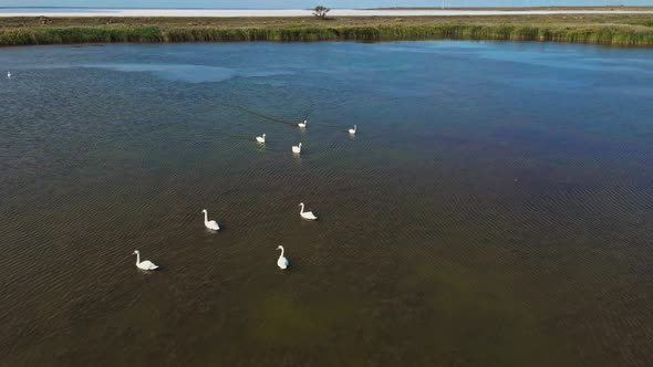 Slow Motion Aerial Top View Cinematic Drone Shooting Crowd of Beautiful Wild White Swans in Lake alt
