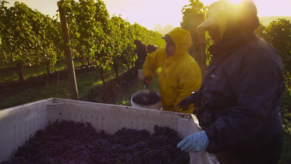 Oregon, USA - October 4, 2013: Harvesting wine grapes in vineyard. Shot on RED EPIC for high quality alt