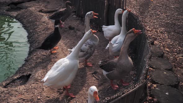 Domestic Geese and Duck