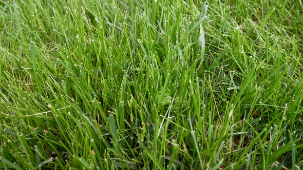 Green Grass on the Lawn