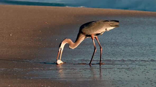 Great Blue Heron Eating A Fish on the Beach 