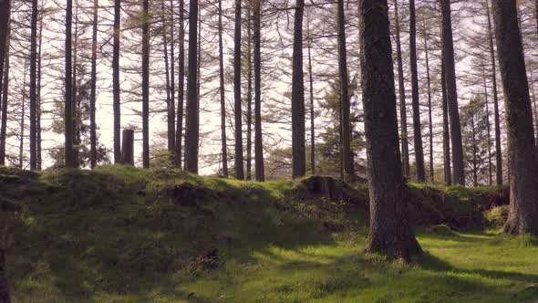 Thick Forest with Green Mossy Floor at Sunset Dolly Shot alt